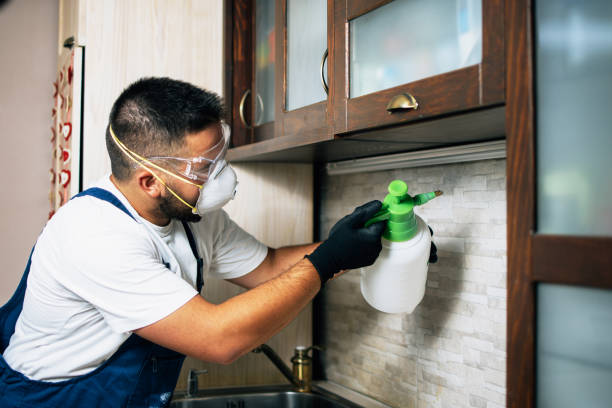Best Local Pest Control Services  in Blue Island, IL