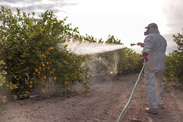 Best Affordable Pest Control Services  in Blue Island, IL