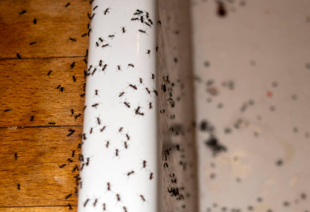 Best Pest Prevention Services  in Blue Island, IL