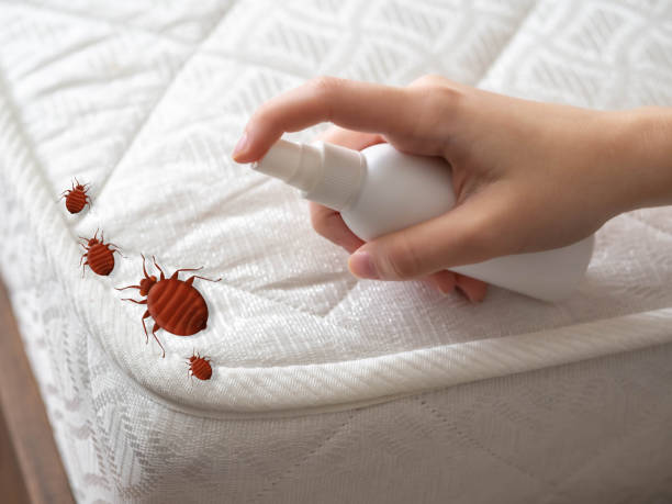 Best Affordable Pest Control Services  in Blue Island, IL